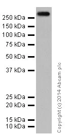 Western blot - Anti-ATM antibody [EPR17059] (AB199726)