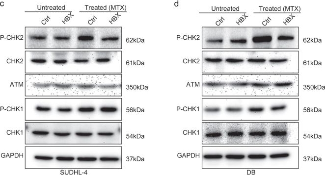 Western blot - Anti-ATM antibody [EPR17059] (ab199726), expandable thumbnail