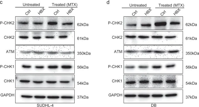 Western blot - Anti-ATM antibody [EPR17059] (AB199726)