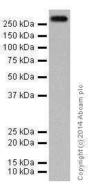 Western blot - Anti-ATM antibody [EPR17059] - BSA and Azide free (AB232588)