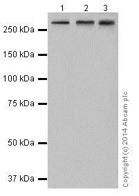 Western blot - Anti-ATM antibody [EPR17059] - BSA and Azide free (AB232588)