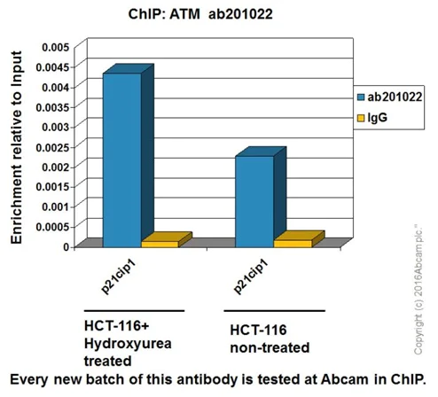 ChIP - Anti-ATM antibody [EPR20100] - BSA and Azide free (AB223533)
