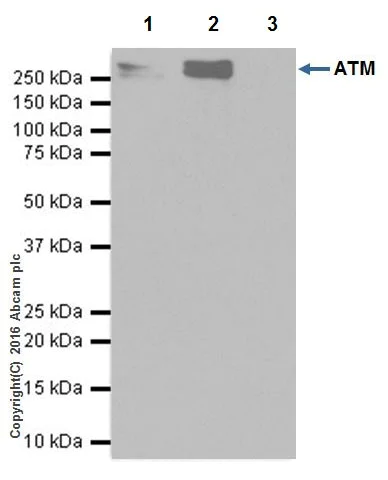 Immunoprecipitation - Anti-ATM antibody [EPR20100] - BSA and Azide free (AB223533)