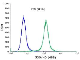 Flow Cytometry (Intracellular) - Anti-ATM antibody [SP224] (AB183324)