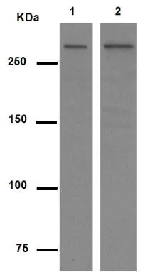 Anti-ATM antibody [Y170] (ab32420) | Abcam