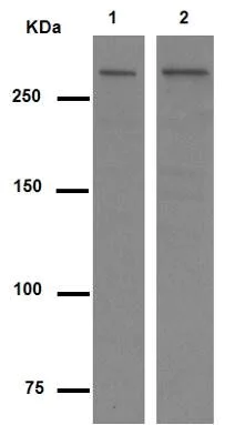 Western blot - Anti-ATM antibody [Y170] - BSA and Azide free (AB216617)