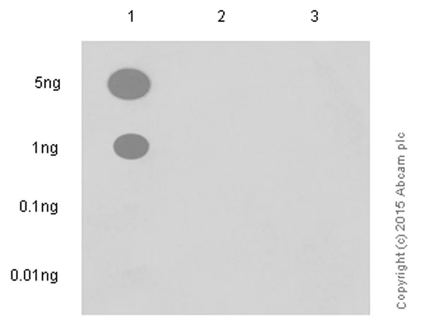 Dot Blot - Anti-ATM (phospho S1981) antibody [EP1890Y] - BSA and Azide free (AB208775)