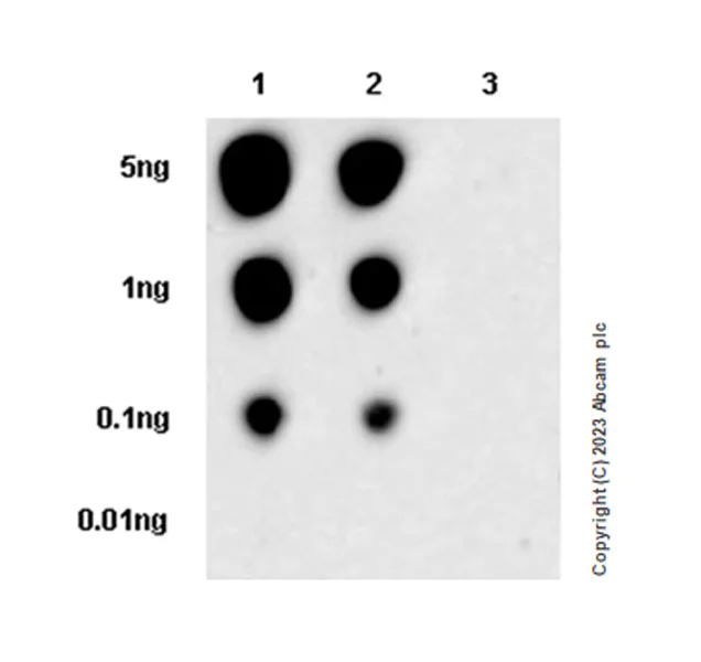 Dot Blot - Anti-ATM (phospho S1987) antibody [EPR28058-71] - BSA and Azide free (AB315020)