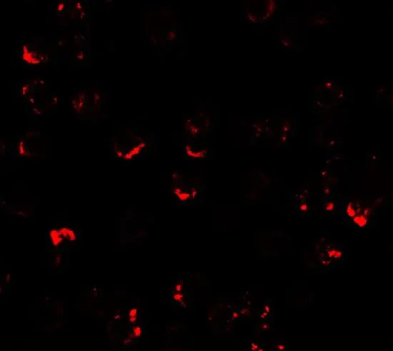 Immunocytochemistry/ Immunofluorescence - Anti-ATMIN antibody - N-terminal (AB191856)