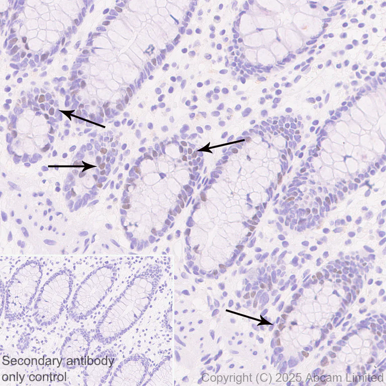 Immunohistochemistry (Formalin/PFA-fixed paraffin-embedded sections) - Anti-Atoh1 (Math1/Hath1) antibody [EPR29650-154] (AB325324)