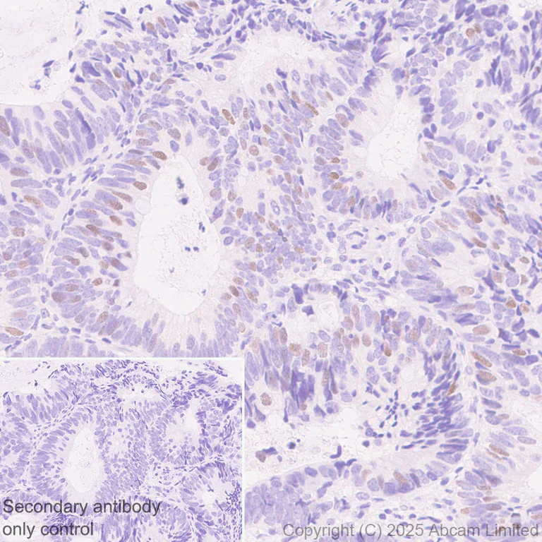 Immunohistochemistry (Formalin/PFA-fixed paraffin-embedded sections) - Anti-Atoh1 (Math1/Hath1) antibody [EPR29650-154] (AB325324)