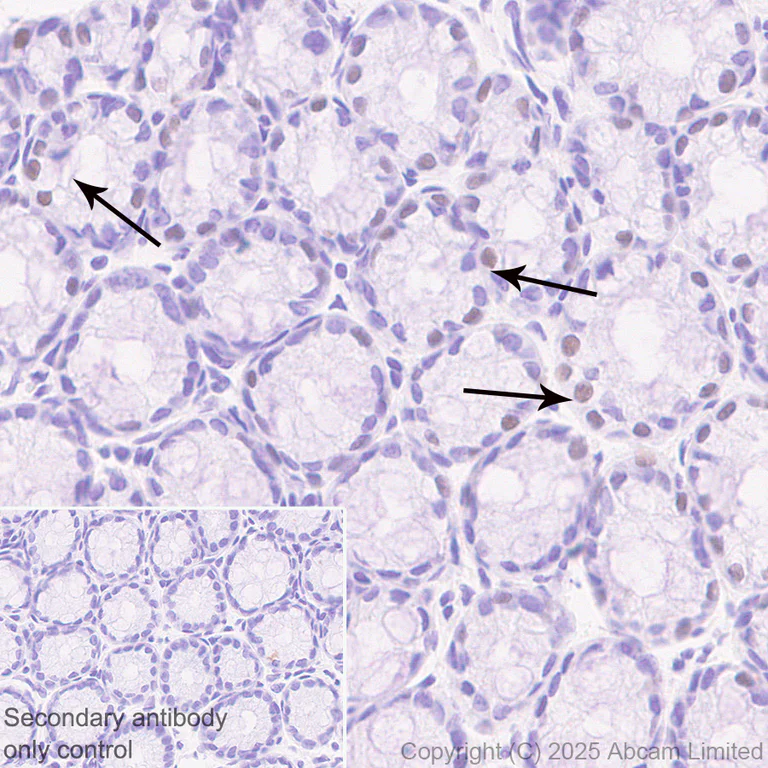 Immunohistochemistry (Formalin/PFA-fixed paraffin-embedded sections) - Anti-Atoh1 (Math1/Hath1) antibody [EPR29650-154] (AB325324)