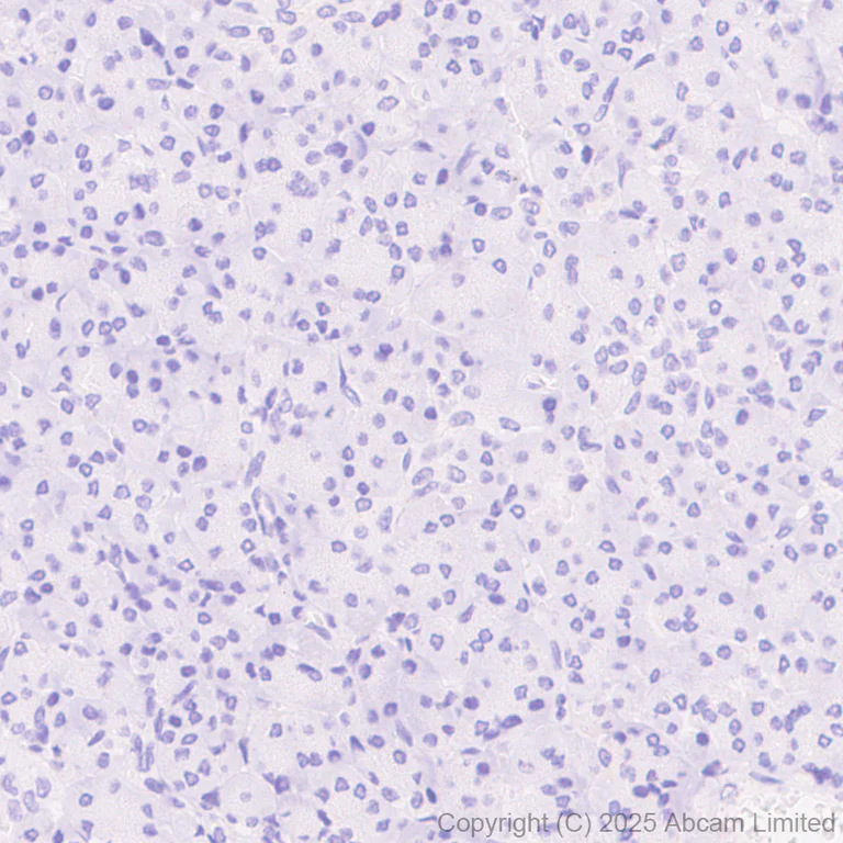 Immunohistochemistry (Formalin/PFA-fixed paraffin-embedded sections) - Anti-Atoh1 (Math1/Hath1) antibody [EPR29650-154] (AB325324)