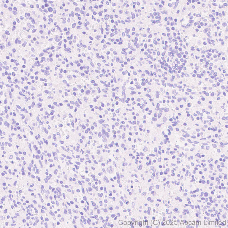 Immunohistochemistry (Formalin/PFA-fixed paraffin-embedded sections) - Anti-Atoh1 (Math1/Hath1) antibody [EPR29650-154] (AB325324)