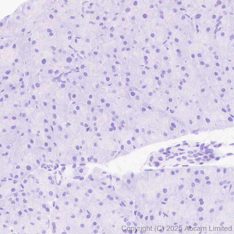 Immunohistochemistry (Formalin/PFA-fixed paraffin-embedded sections) - Anti-Atoh1 (Math1/Hath1) antibody [EPR29650-154] (AB325324)