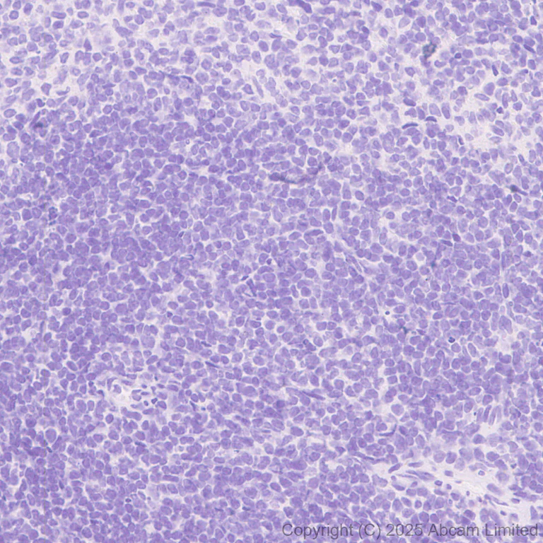 Immunohistochemistry (Formalin/PFA-fixed paraffin-embedded sections) - Anti-Atoh1 (Math1/Hath1) antibody [EPR29650-154] (AB325324)