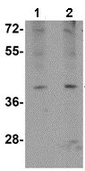 Western blot - Anti-ATOH8 antibody (AB106377)