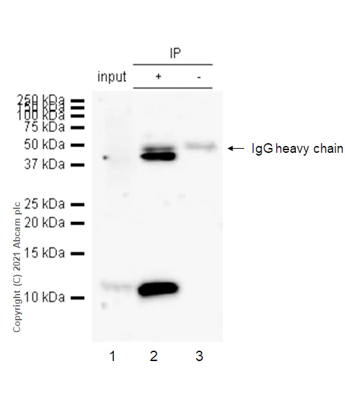 Immunoprecipitation - Anti-ATOX1 antibody [EPR10352] - BSA and Azide free (AB249079)