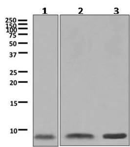 Western blot - Anti-ATOX1 antibody [EPR10352] - BSA and Azide free (AB249079)