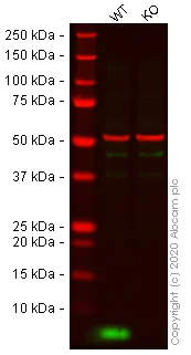 Western blot - Anti-ATOX1 antibody [EPR10352] - BSA and Azide free (AB249079)
