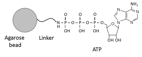 Chemical Structure - ATP-Agarose (AB270535)