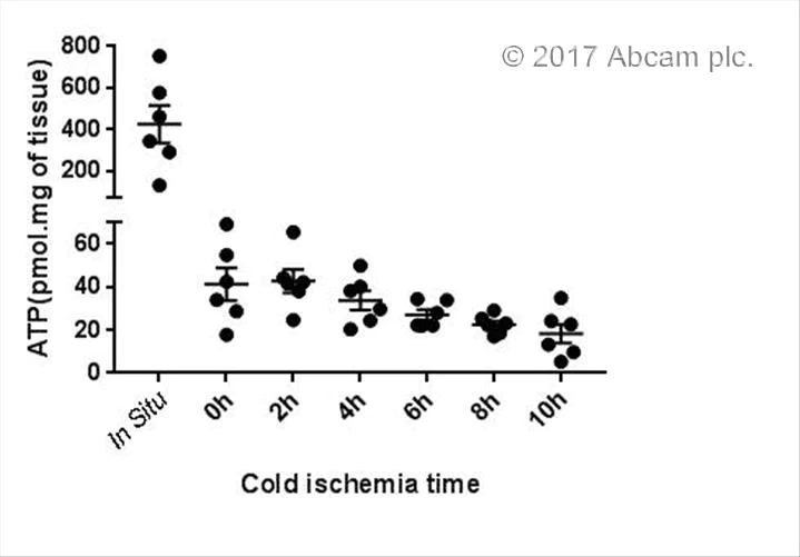 Functional Studies - ATP Assay Kit (Colorimetric/Fluorometric) (AB83355)