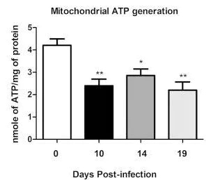 Functional Studies - ATP Assay Kit (Colorimetric/Fluorometric) (AB83355)