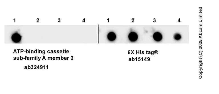 Dot Blot - Anti-ATP-binding cassette sub-family A member 3 antibody [EPR29622-109] - BSA and Azide free (AB324915)