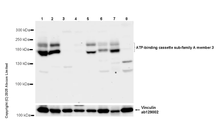 Western blot - Anti-ATP-binding cassette sub-family A member 3 antibody [EPR29622-109] - BSA and Azide free (AB324915)