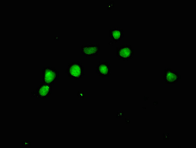 Immunocytochemistry/ Immunofluorescence - Anti-ATP citrate lyase antibody (AB235926)