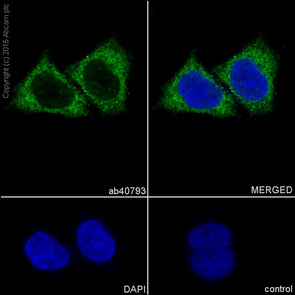 Immunocytochemistry/ Immunofluorescence - Anti-ATP citrate lyase antibody [EP704Y] (ab40793), expandable thumbnail