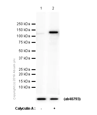 Western blot - Anti-ATP citrate lyase (phospho T447 + S451) antibody [EP737Y] - BSA and Azide free (AB247346)