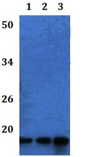 Western blot - Anti-ATP synthase C antibody (AB201108), expandable thumbnail
