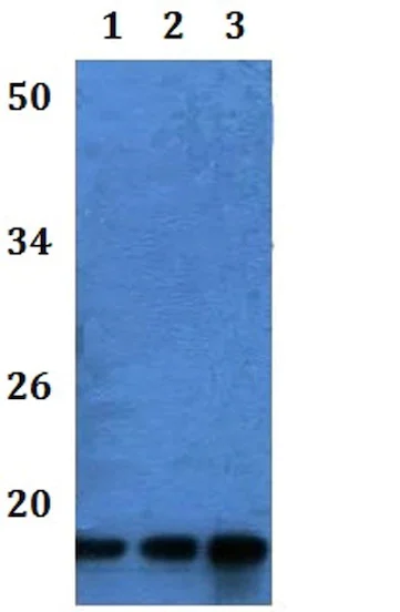 Western blot - Anti-ATP synthase C antibody (AB201108)