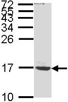 Western blot - Anti-ATP synthase C antibody (AB96655), expandable thumbnail