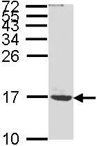 Western blot - Anti-ATP synthase C antibody (AB96655)
