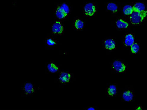 Immunocytochemistry/ Immunofluorescence - Anti-ATP synthase C antibody [EPR13907] (AB181243)