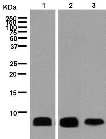 Western blot - Anti-ATP synthase C antibody [EPR13907] (AB181243)