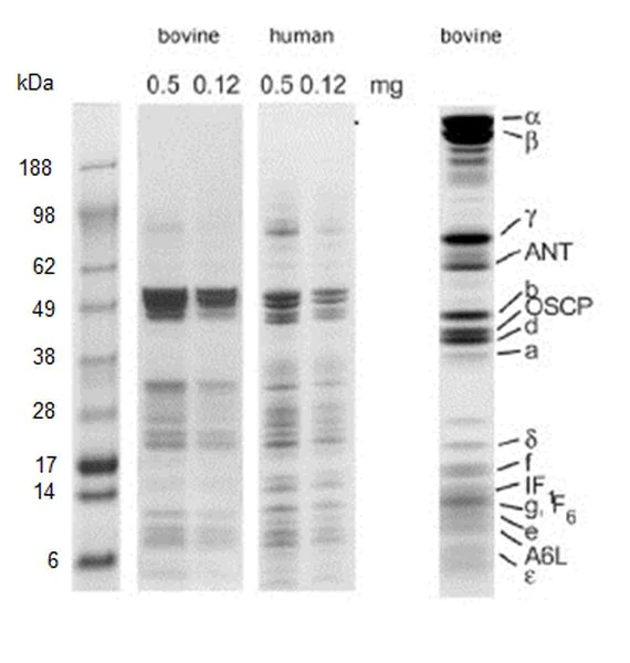 Western blot - ATP Synthase Immunocapture Kit (AB109715)