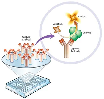 Functional Studies - ATP synthase Relative Activity Microplate Assay Kit (AB109716)