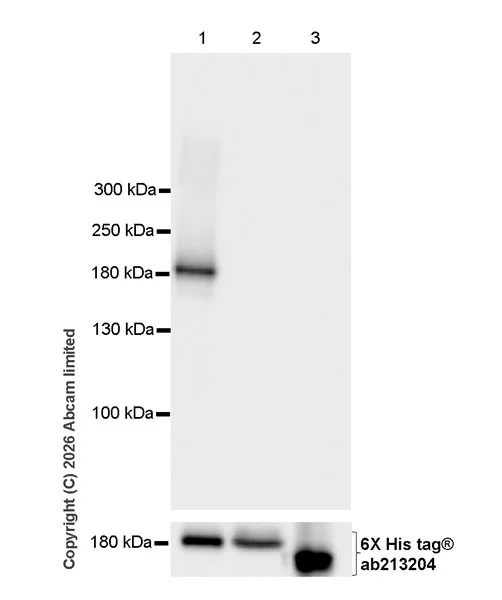 Western blot - Anti-ATP10B antibody [MJF-D29757-57] - BSA and Azide free (AB326051)