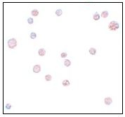 Immunocytochemistry - Anti-ATP11A antibody (AB105351)