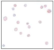 Immunocytochemistry - Anti-ATP11A antibody (AB105351)