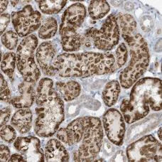 Immunohistochemistry (Formalin/PFA-fixed paraffin-embedded sections) - Anti-ATP13A5 antibody (AB181269)