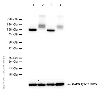 Western blot - Anti-ATP1A2 antibody [EPR11896(B)] (AB166888)