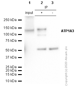 Immunoprecipitation - Anti-ATP1A3 antibody [EPR14137] - BSA and Azide free (AB250625), expandable thumbnail