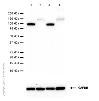 Western blot - Anti-ATP1A3 antibody [EPR14138] (AB182571)