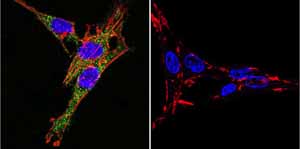 Immunocytochemistry/ Immunofluorescence - Anti-ATP1A3 antibody [XVIF9-G10] (ab2826), expandable thumbnail