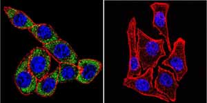 Immunocytochemistry/ Immunofluorescence - Anti-ATP1A3 antibody [XVIF9-G10] (ab2826), expandable thumbnail