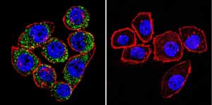 Immunocytochemistry/ Immunofluorescence - Anti-ATP1A3 antibody [XVIF9-G10] (ab2826), expandable thumbnail